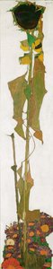 ひまわり